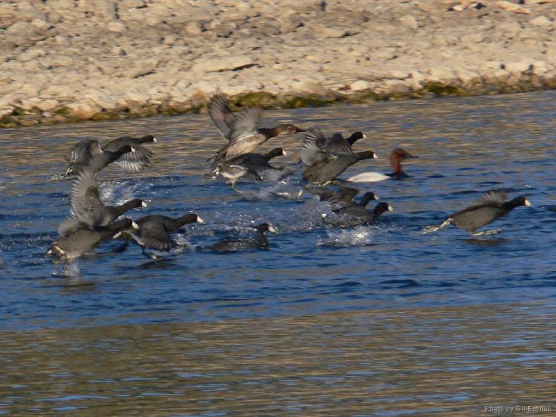 Coots & Canvasbacks 